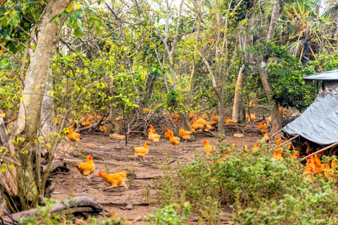 卷不动的年轻人,开始找个村子躺平了